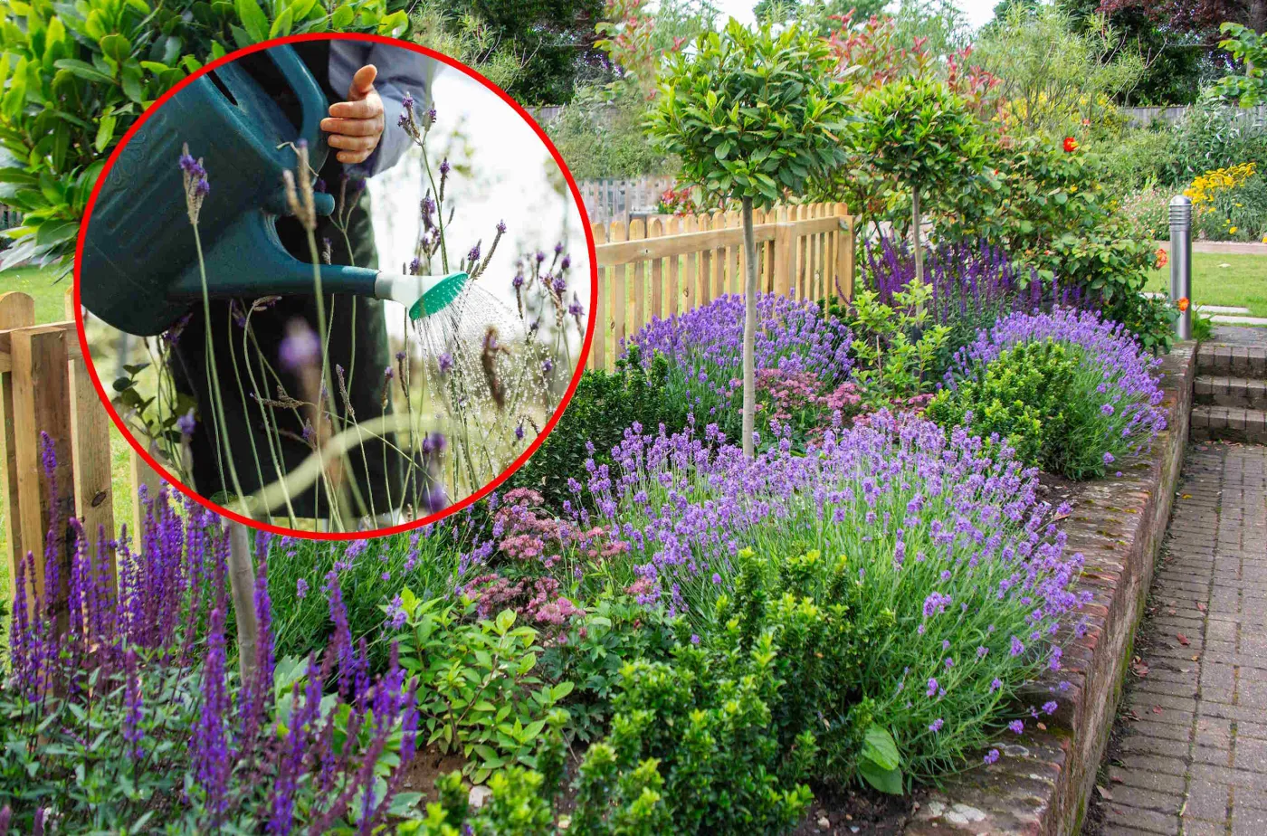 Lawenda - pielęgnacja. Podlej tym lawendę, a będzie zdrowa i piękna. Prosty przepis na nawóz