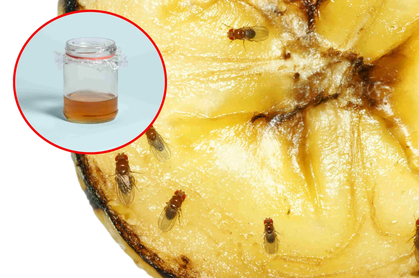 Masz w domu inwazję muszek owocówek? Ta prosta pułapka rozwiąże problem