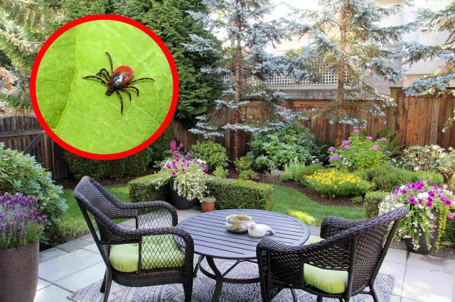Posadź je w ogrodzie już teraz. Te rośliny skutecznie odstraszają kleszcze [LISTA]
