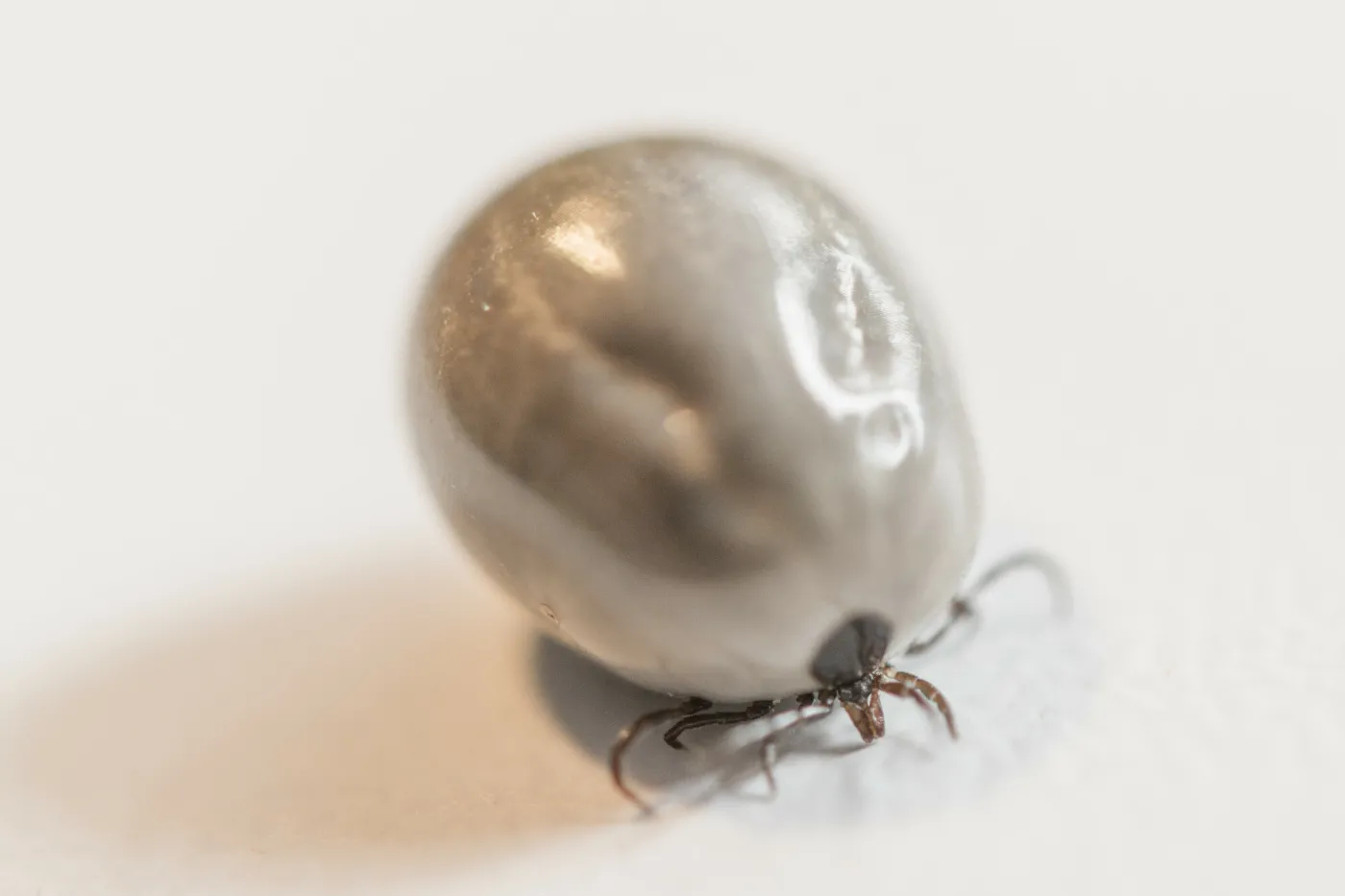 Przedwczesne pojawienie się kleszczy. Jakie choroby mogą przenosić w 2024 r.