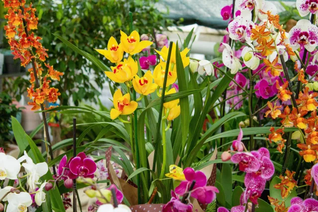 To najpiękniejsze rośliny doniczkowe. Dodadzą koloru i energii wnętrzom [LISTA]