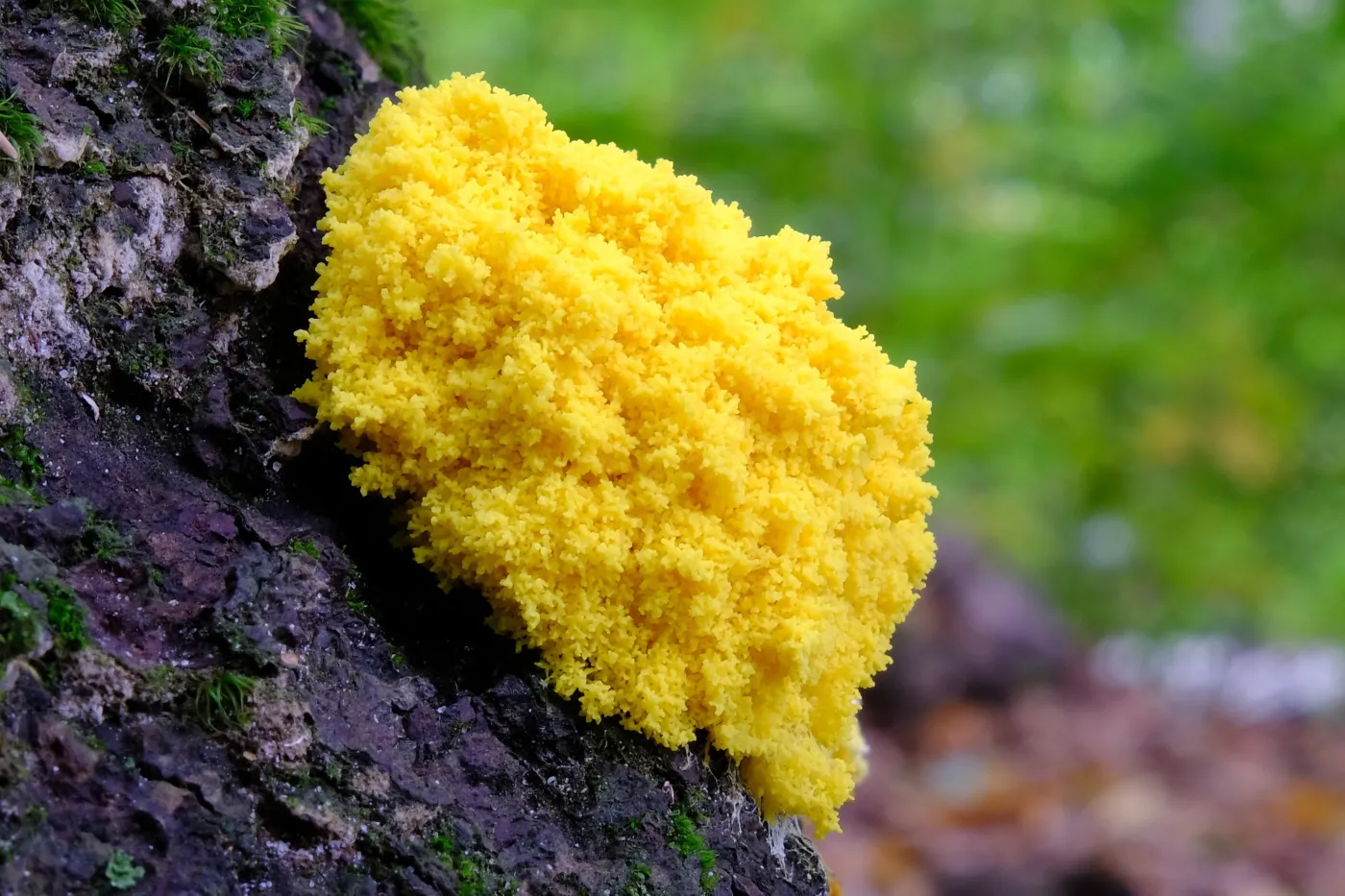 "Masło czarownicy" jest już w całej Polsce. To nietypowy gatunek grzybów
