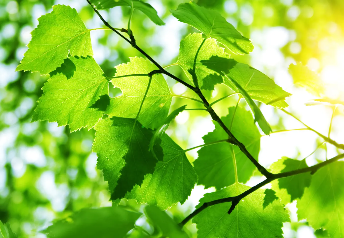 Green,Leaves,With,Sun,Ray