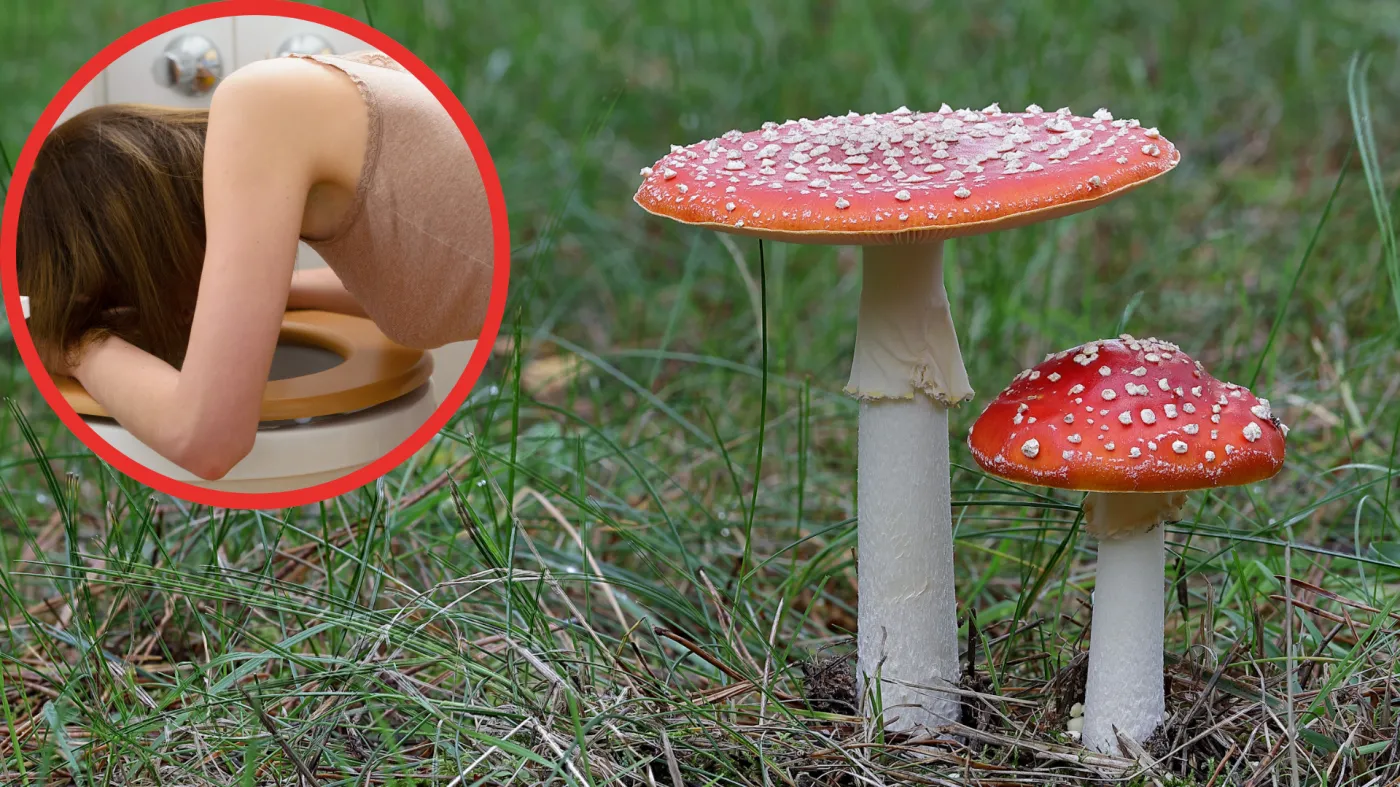 Jedzą muchomory. Później gorzko tego żałują