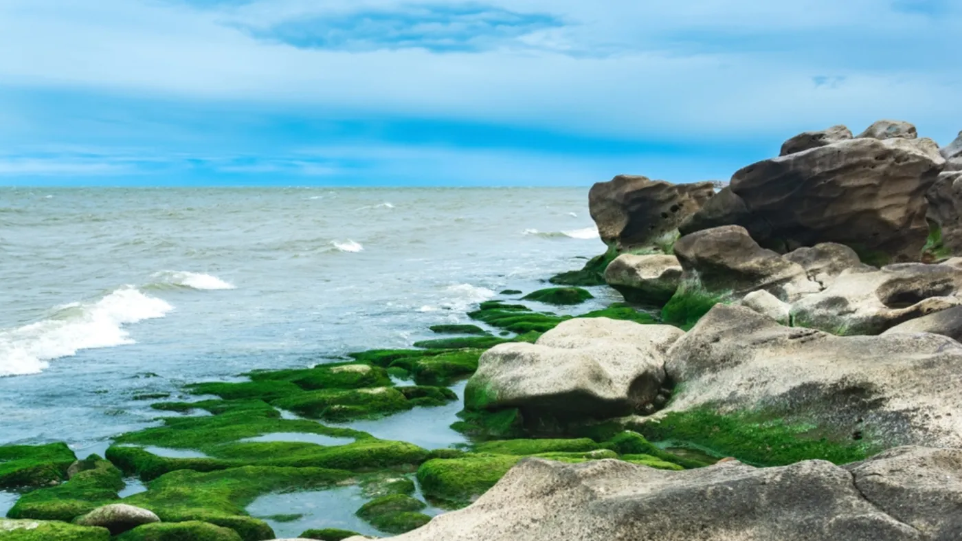 Nowy gatunek glonów. Jest inwazyjny i gwałtownie się rozprzestrzenia