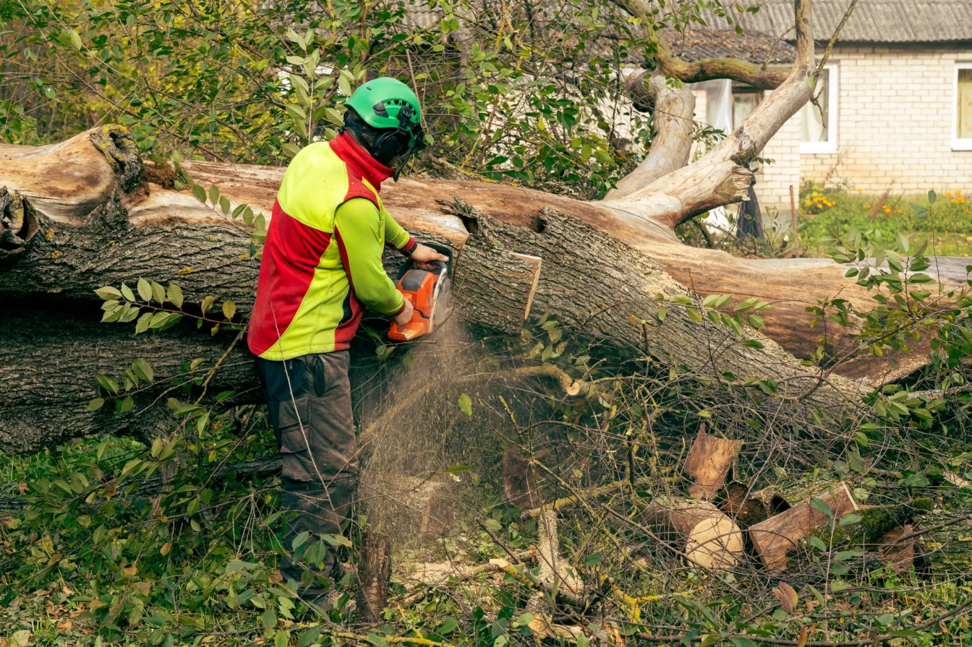 Wycinka drzewa na własnej działce bez zezwolenia 2026. Jakie kary za wycięcie drzewa bez pozwolenia?
