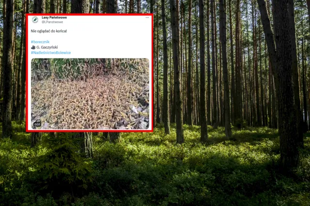 "Nie oglądać do końca!". Filmik Lasów Państwowych przyprawia o gęsią skórkę