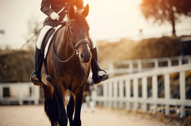 Rosjanka pobiła swojego konia na zawodach jeździeckich [WIDEO]