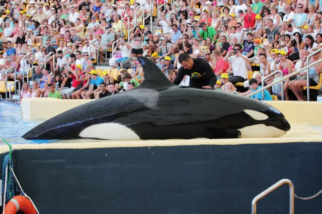 Krwawiące zwierzę dawało występ przed publicznością. Szokujące nagranie
