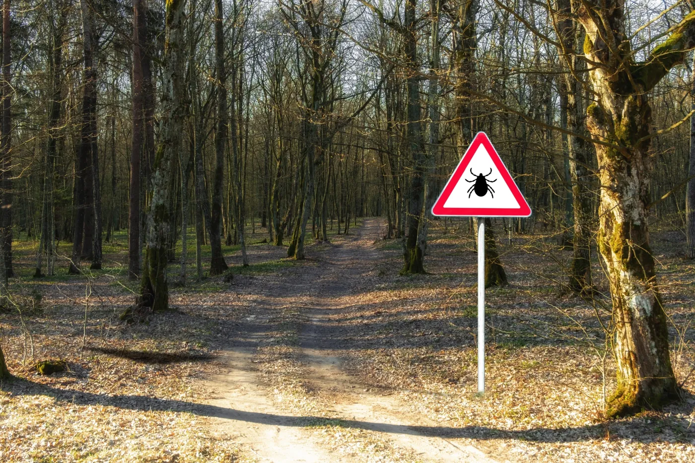 Inwazja kleszczy w Polsce. Jak się skutecznie chronić przed kleszczami?