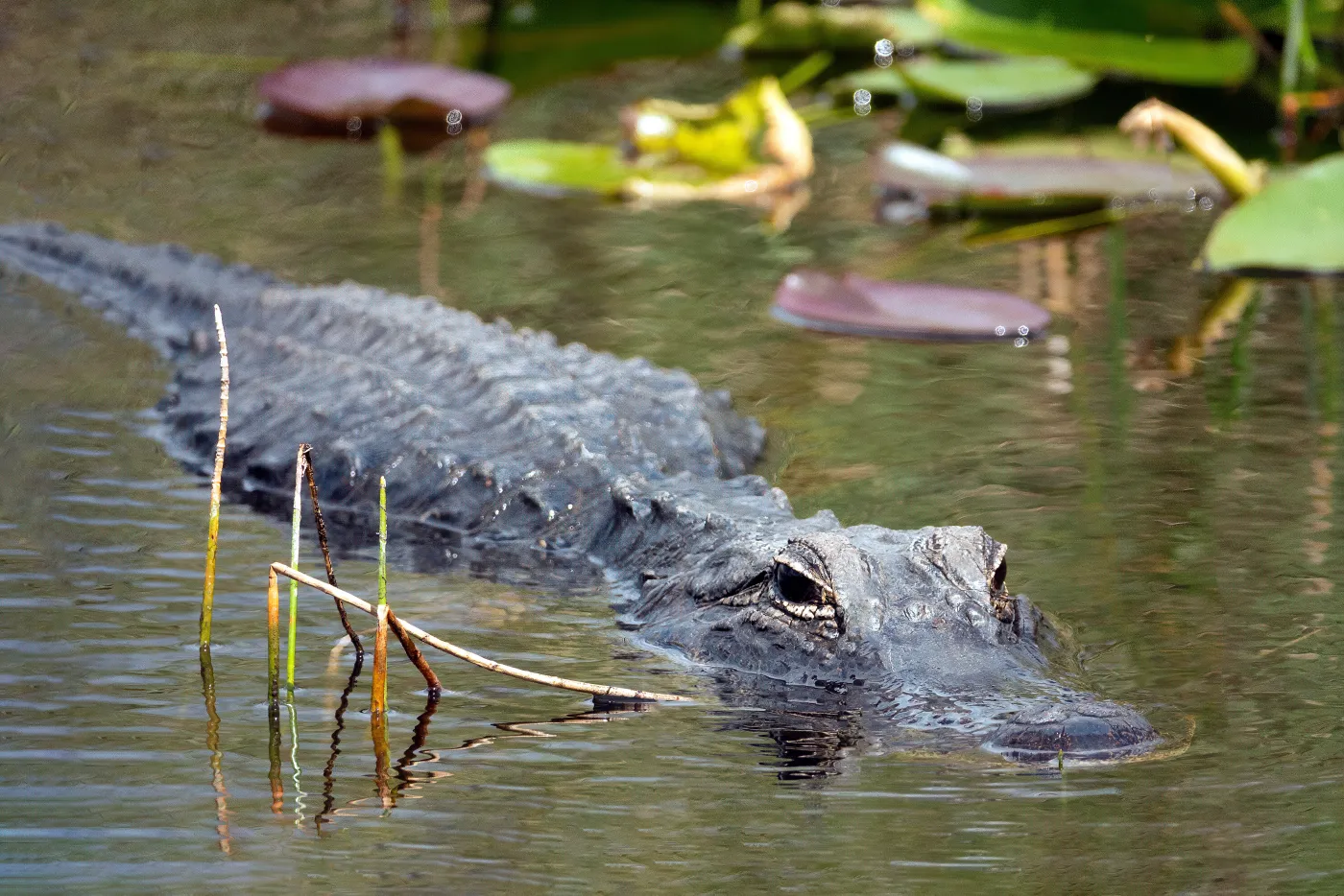 Ma powstać “aligatorowe Alcatraz” dla imigrantów. W sercu mokradeł
