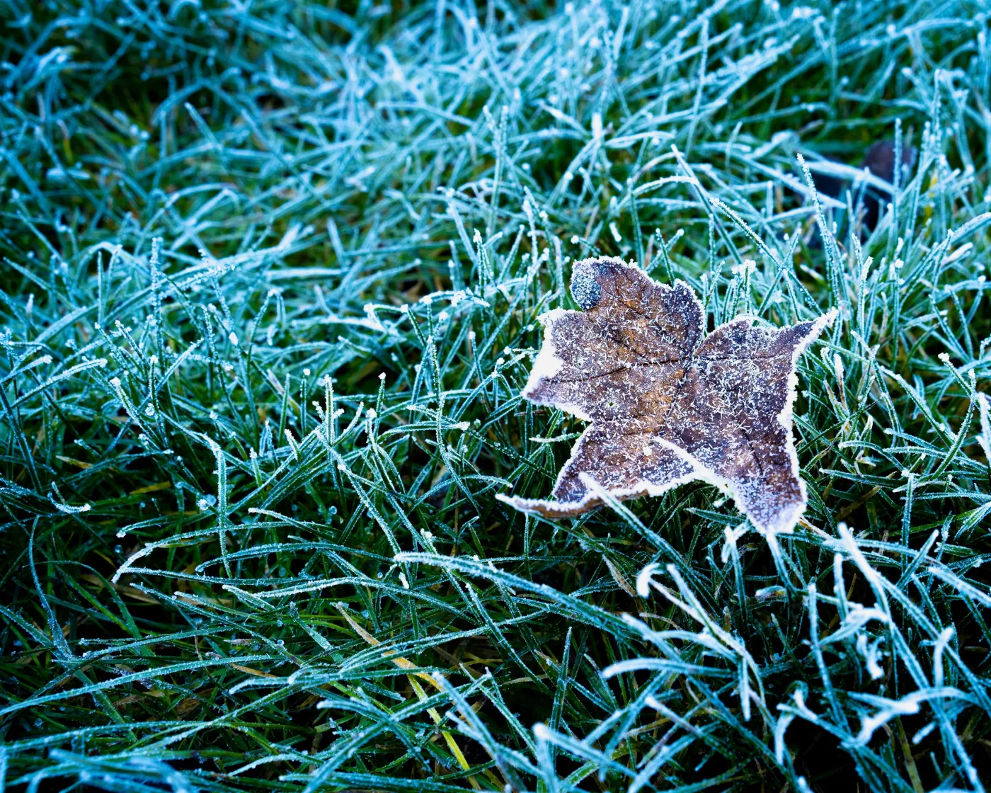 przymrozki mróz przymrozek 