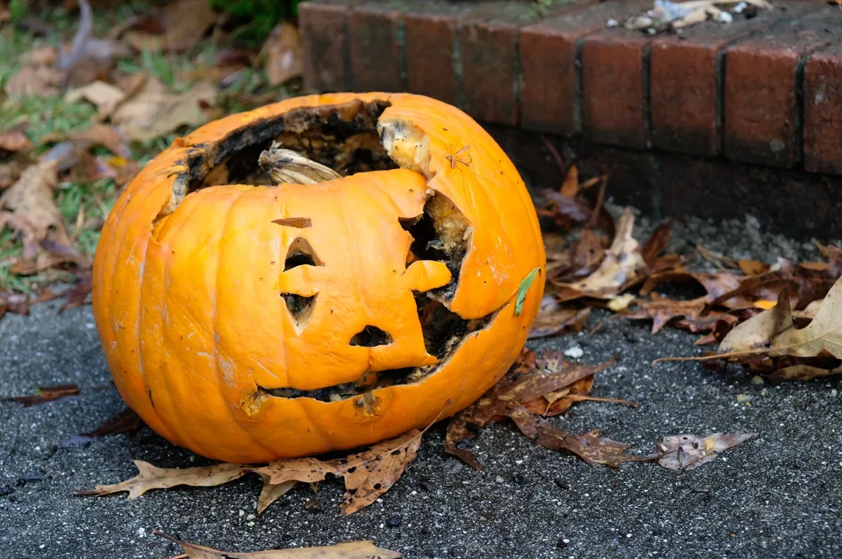 Nie marnuj dyń. Co zrobić z dynią po Halloween? Uwalnia gaz cieplarniany o wyższym globalnym potencjale ocieplenia niż dwutlenek węgla