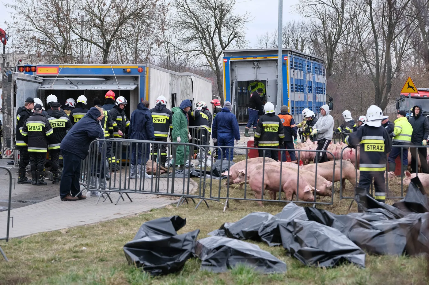 Wierzbica. Wywróciła się ciężarówka przewożąca świnie