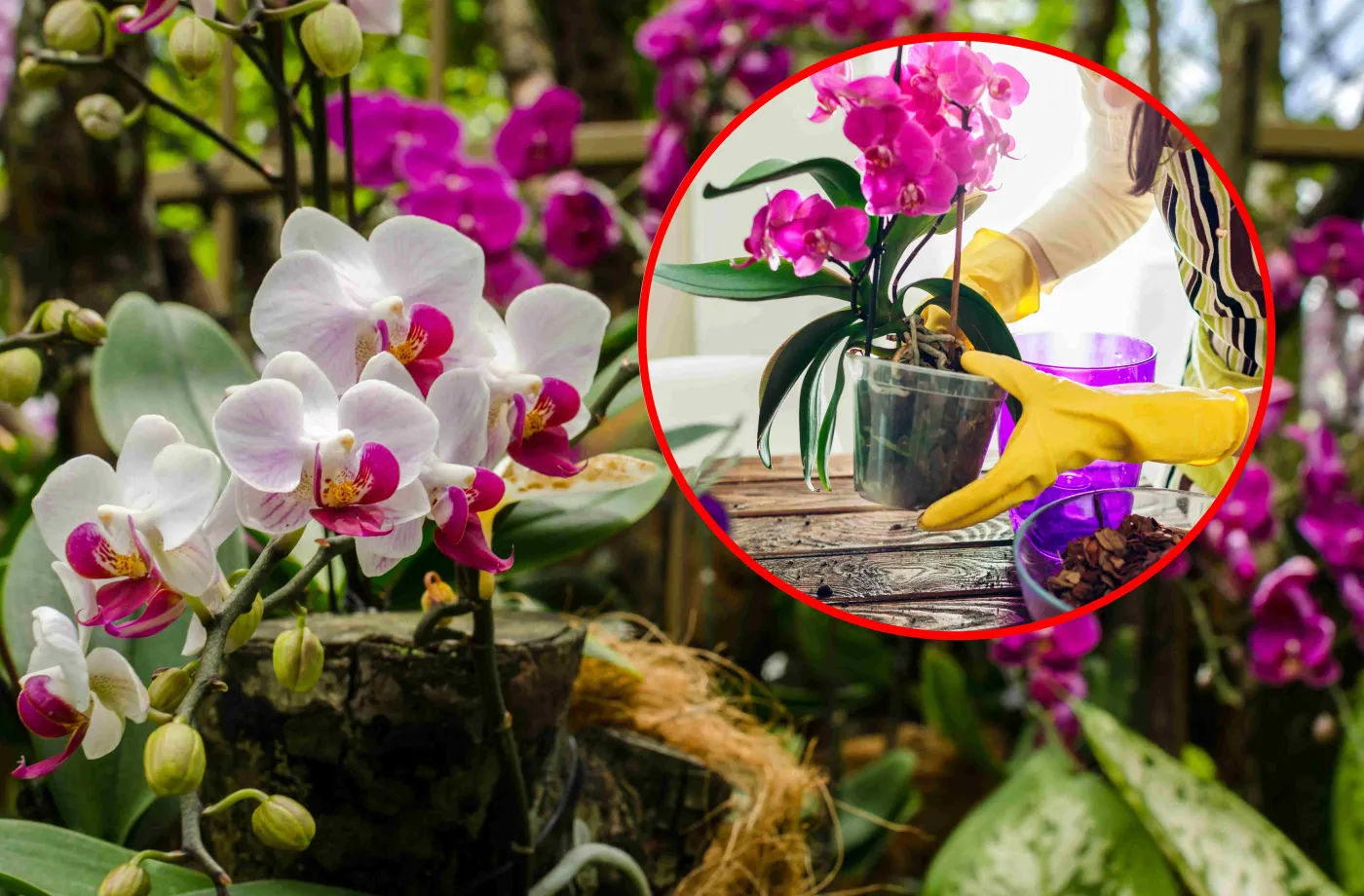 Wsyp garść do doniczki, a twój storczyk wypuści kwiat za kwiatem błyskawicznie