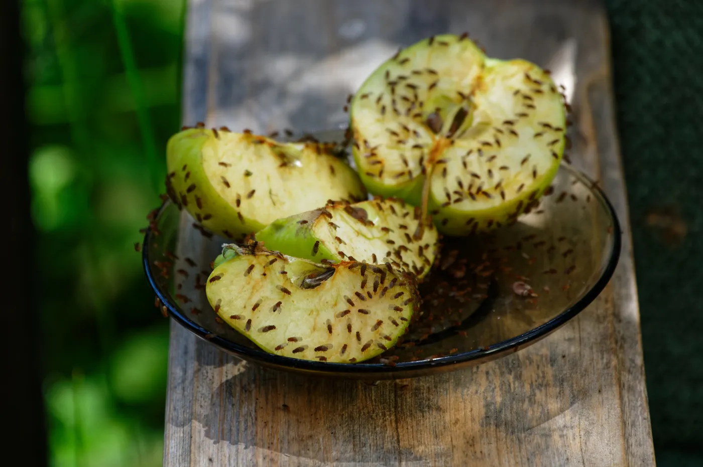 Sprytny patent na natrętne owocówki. Zrób te miksturę a pozbędziesz się ich z kuchni