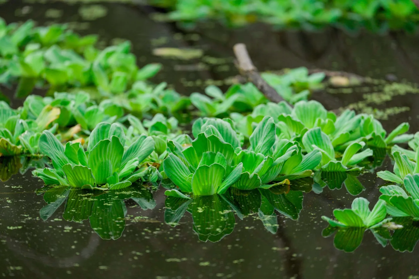 Tej rośliny już nie wolno mieć w ogrodzie. Kary to nawet milion złotych