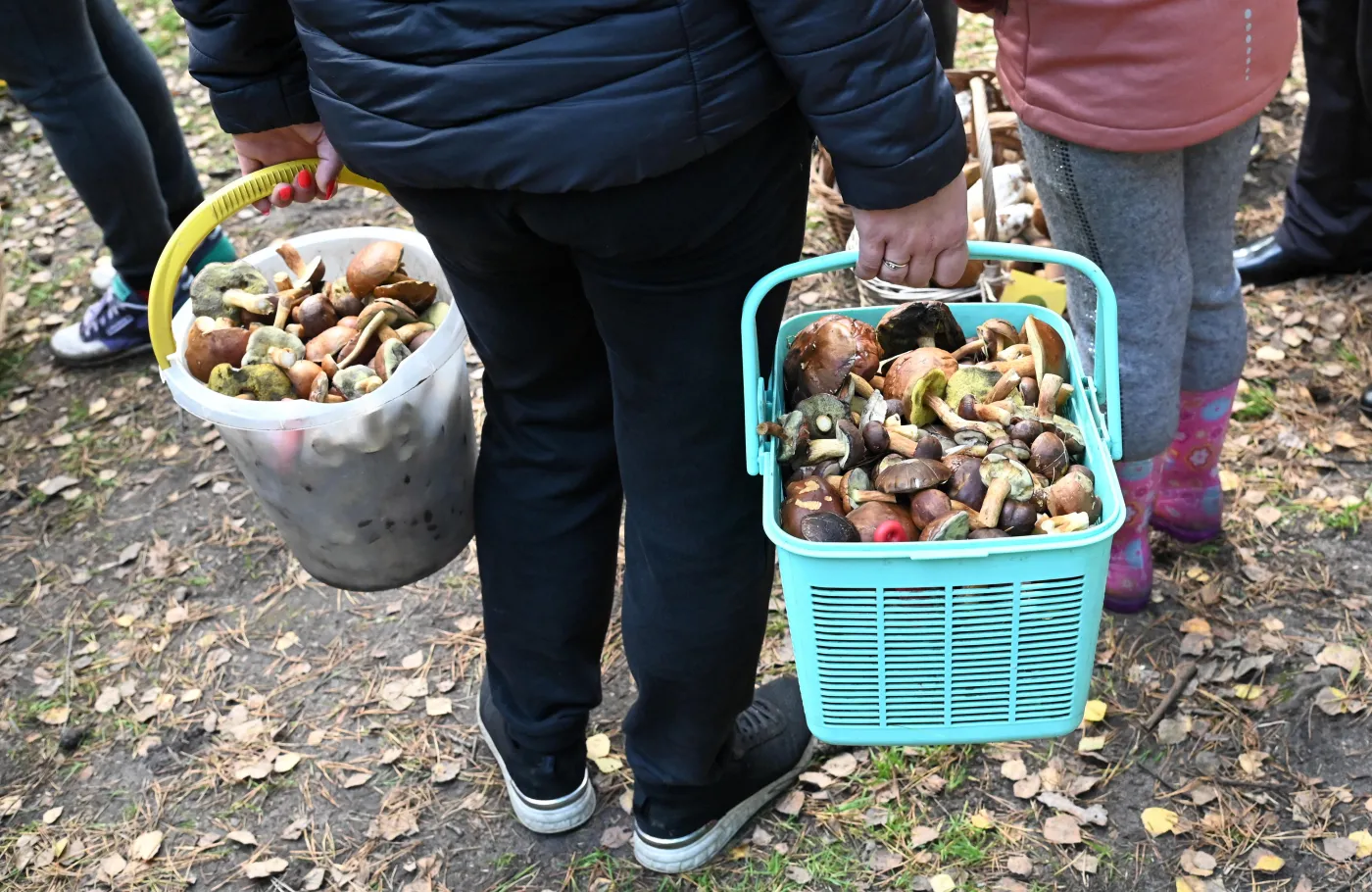 Poszli na grzyby. Nie wiedzieli, jakie są przepisy. 31 tys. zł mandatu