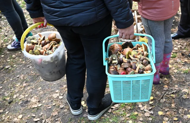 Poszli na grzyby. Nie wiedzieli, jakie są przepisy. 31 tys. zł mandatu