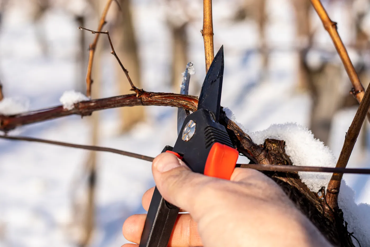 Te rośliny musisz przyciąć w lutym. Wypuszczą nowe pędy i pięknie zakwitną
