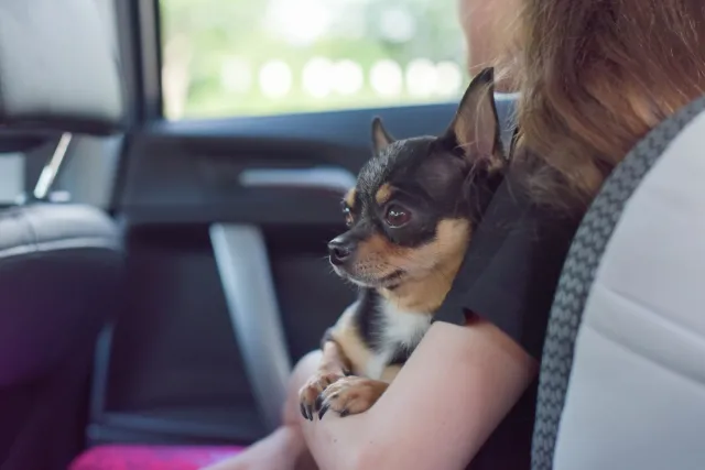 Zamieszanie w bytomskim schronisku. RPO bada kontrowersyjną ankietę