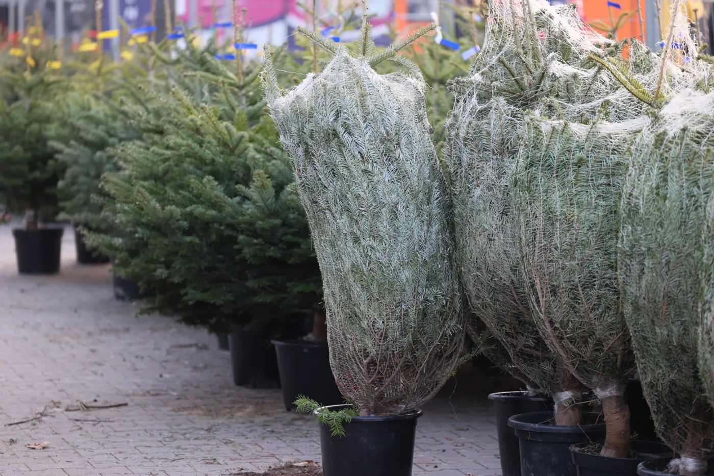 Jak sprawdzić, czy choinka jest świeża? Te triki warto znać przed zakupem