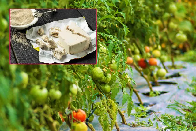Oprysk z drożdży chroni i wzmacnia pomidory i ogórki. Banalnie prosty przepis