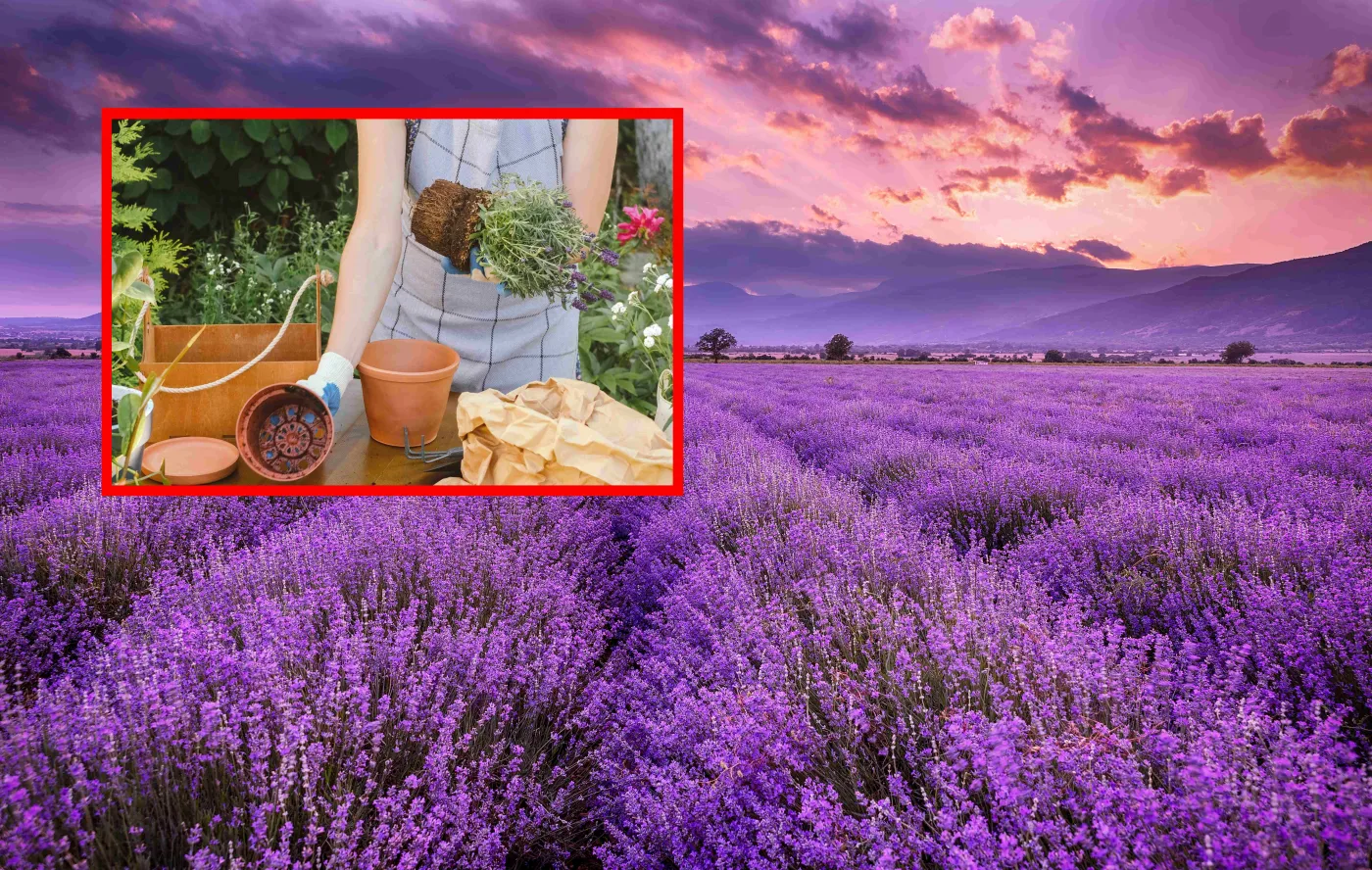 Jak sadzić lawendę, by pięknie rosła? Nie przegap tego terminu