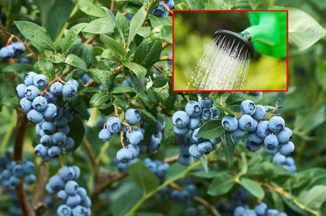 Kiedy sadzić borówkę amerykańską? Najlepszy będzie ten termin