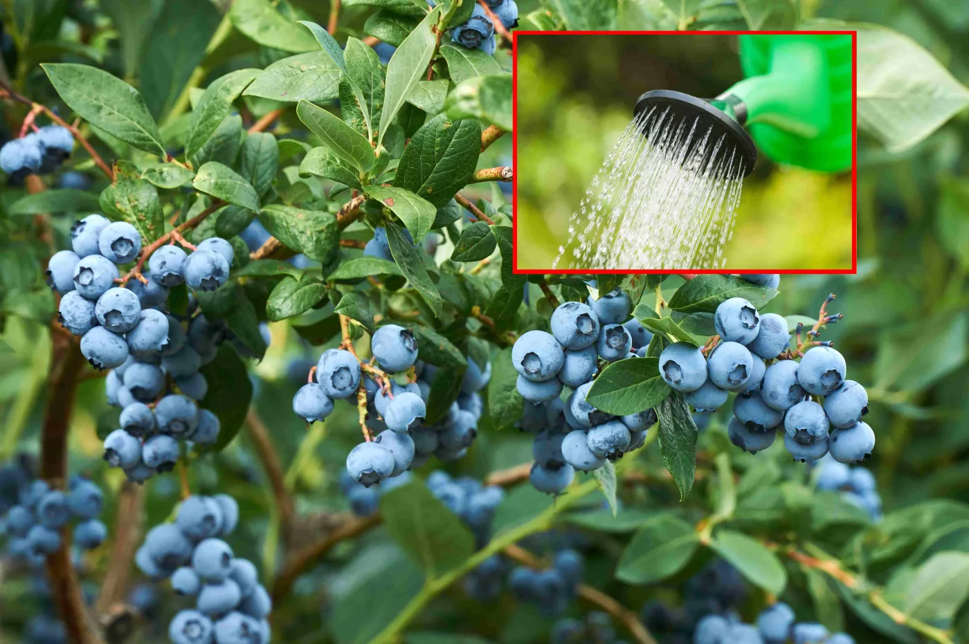 Jak dbać o borówkę amerykańską? Krzaki będą uginać się od owoców