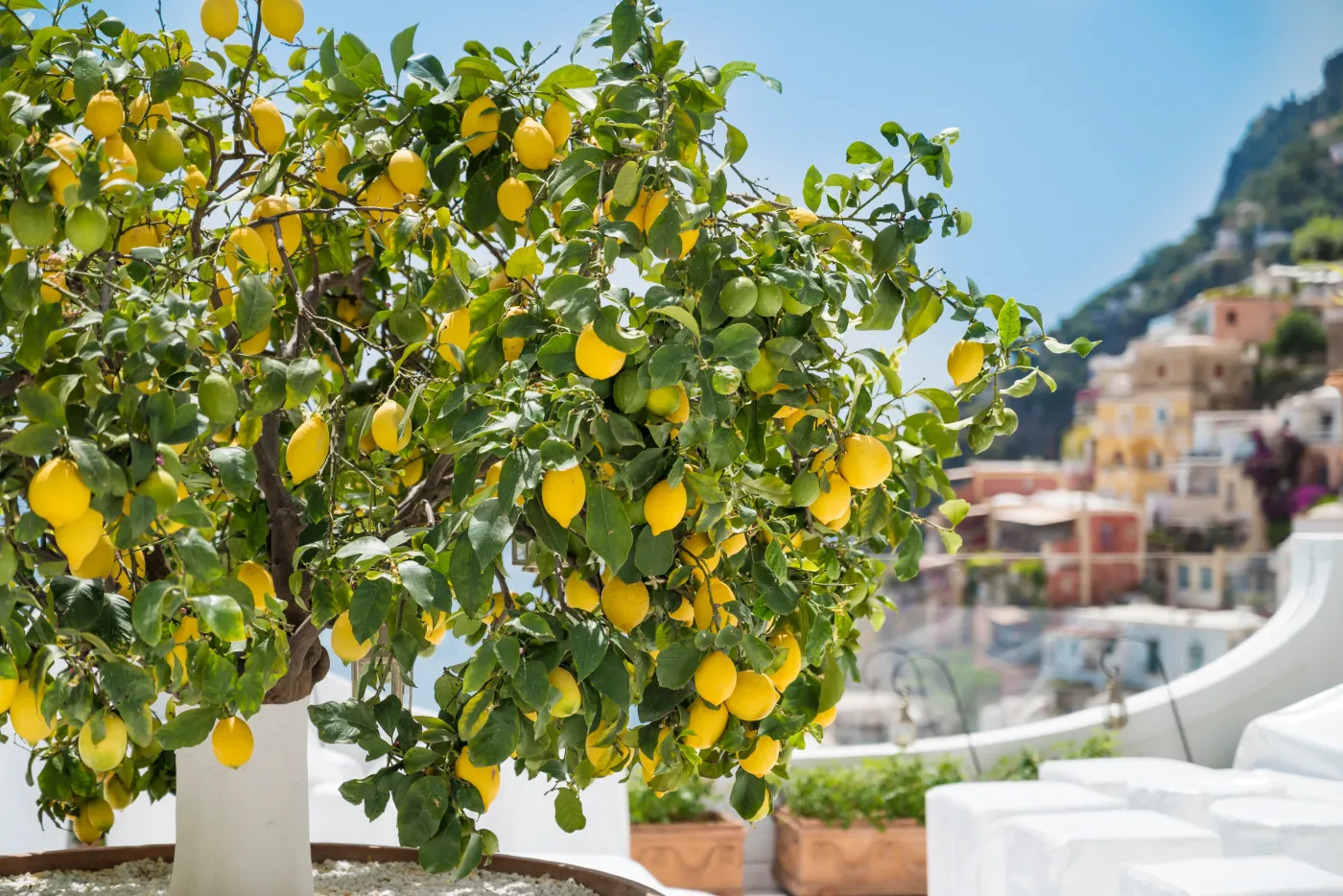 Lemon,Tree,With,Yellow,Lemons,In,Positano,,italy