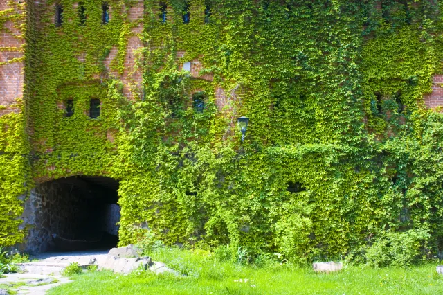 To wiecznie zielone pnącze może żyć setki lat. Poznaj jego zalety. Część z nich znano już w starożytności!