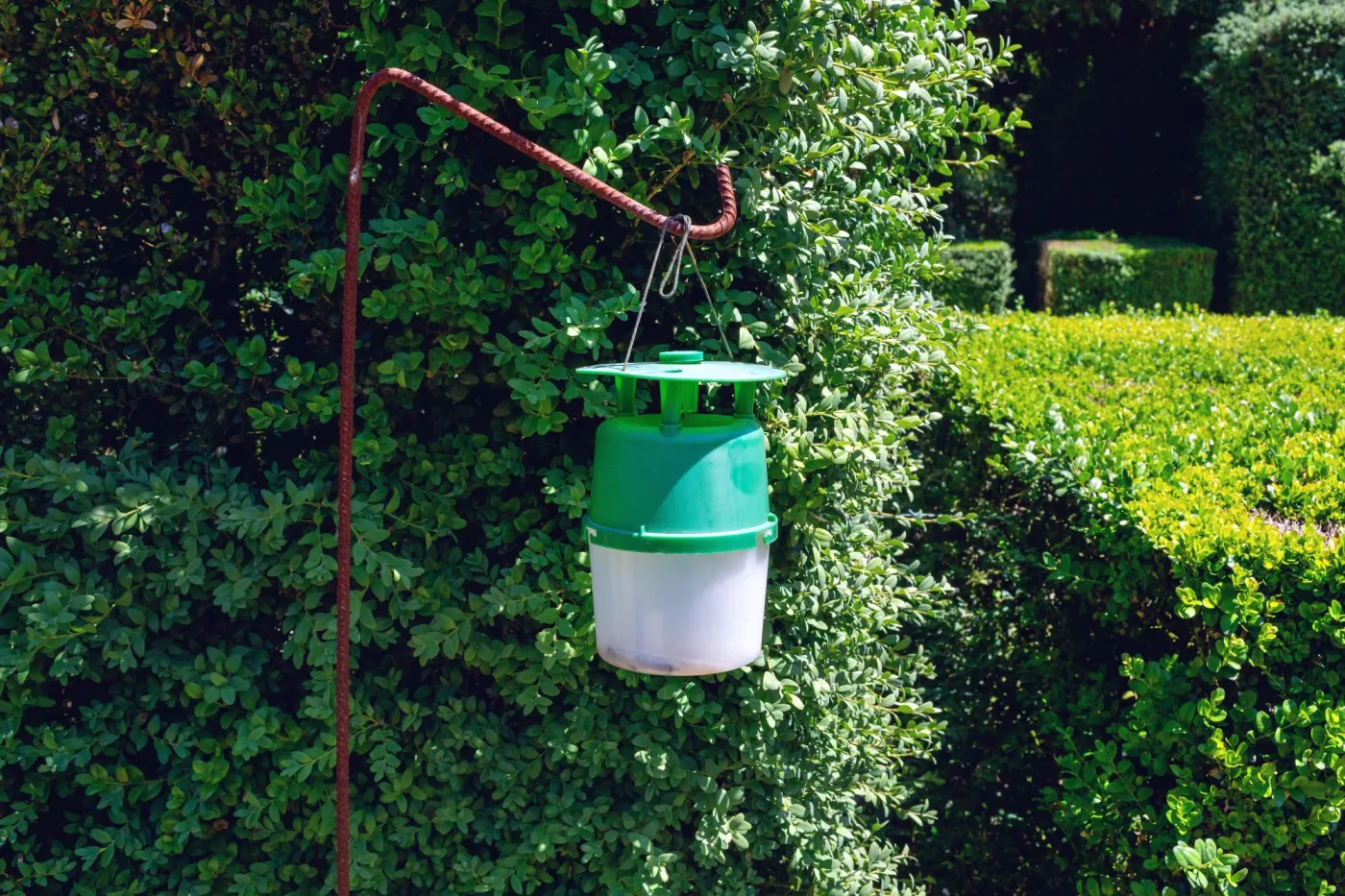 Powieś to na bukszpanie, a ćma bukszpanowa przestanie Ci zjadać krzewy. To prosty i niezwykle skuteczny trik
