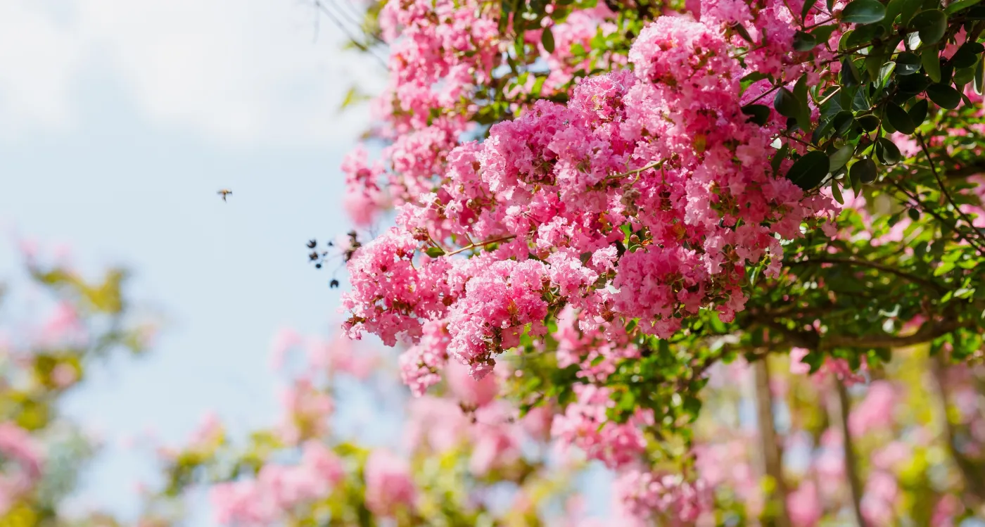 lagerstroemia indyjska