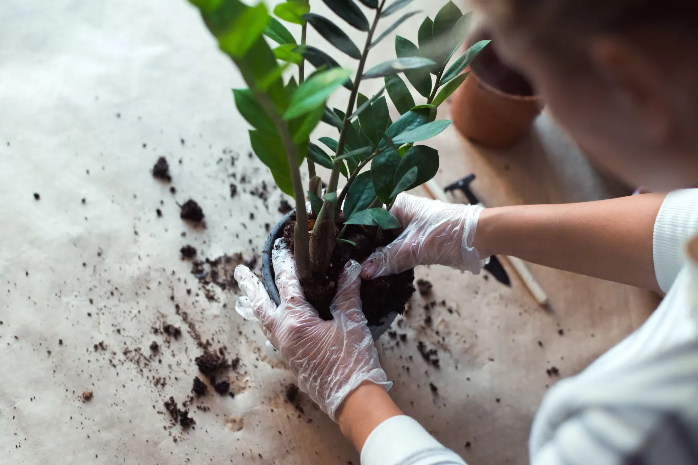 Liście zamiokulkasa robią się żółte? Musisz zmienić jedną rzecz