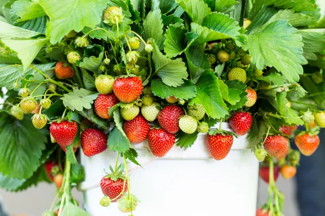 Jakie owoce posadzić na balkonie? Lista najlepszych drzewek i krzewów