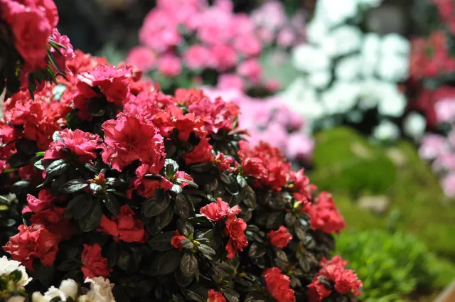 Dlaczego azalia nie kwitnie? Pamiętaj o tym zabiegu, a obsypie się kwiatami na długo