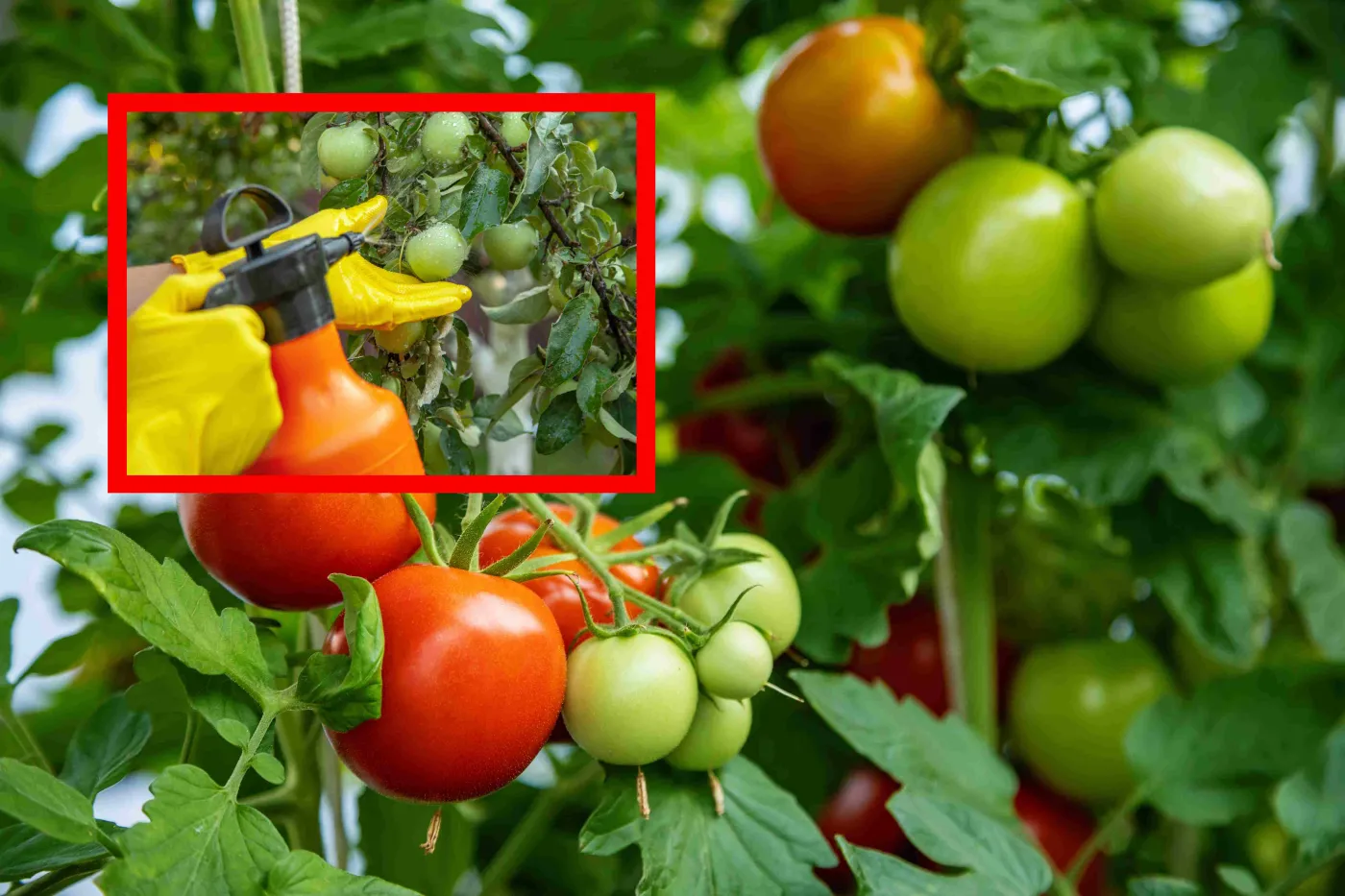 Wymieszaj 1:1 i spryskaj pomidory. Plony będą zdrowe i soczyste