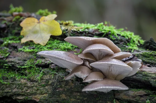 Nazywane są "leśnym mięsem". Grzyby idealne dla tych, którzy chcą schudnąć