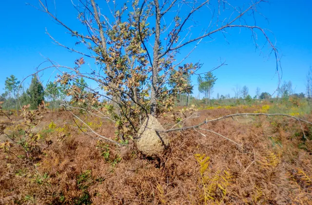 Zabójczy owad coraz bliżej Polski. Czy jesteśmy gotowi na nadchodzącą inwazję?