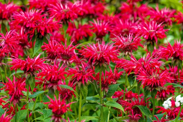 Urośnie nawet tam, gdzie inne kwiaty nie dają rady. Czerwone i różowe pióropusze wypełnią ogród na długo