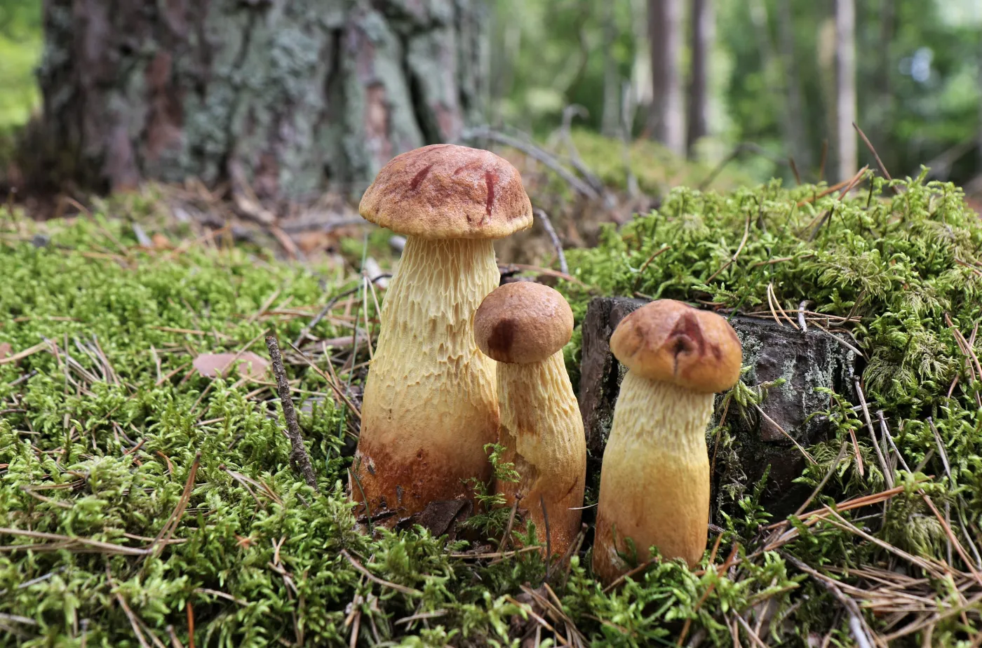Nowy grzyb zalewa lasy. Amerykaniec wygląda jak borowik i podbija serca grzybiarzy