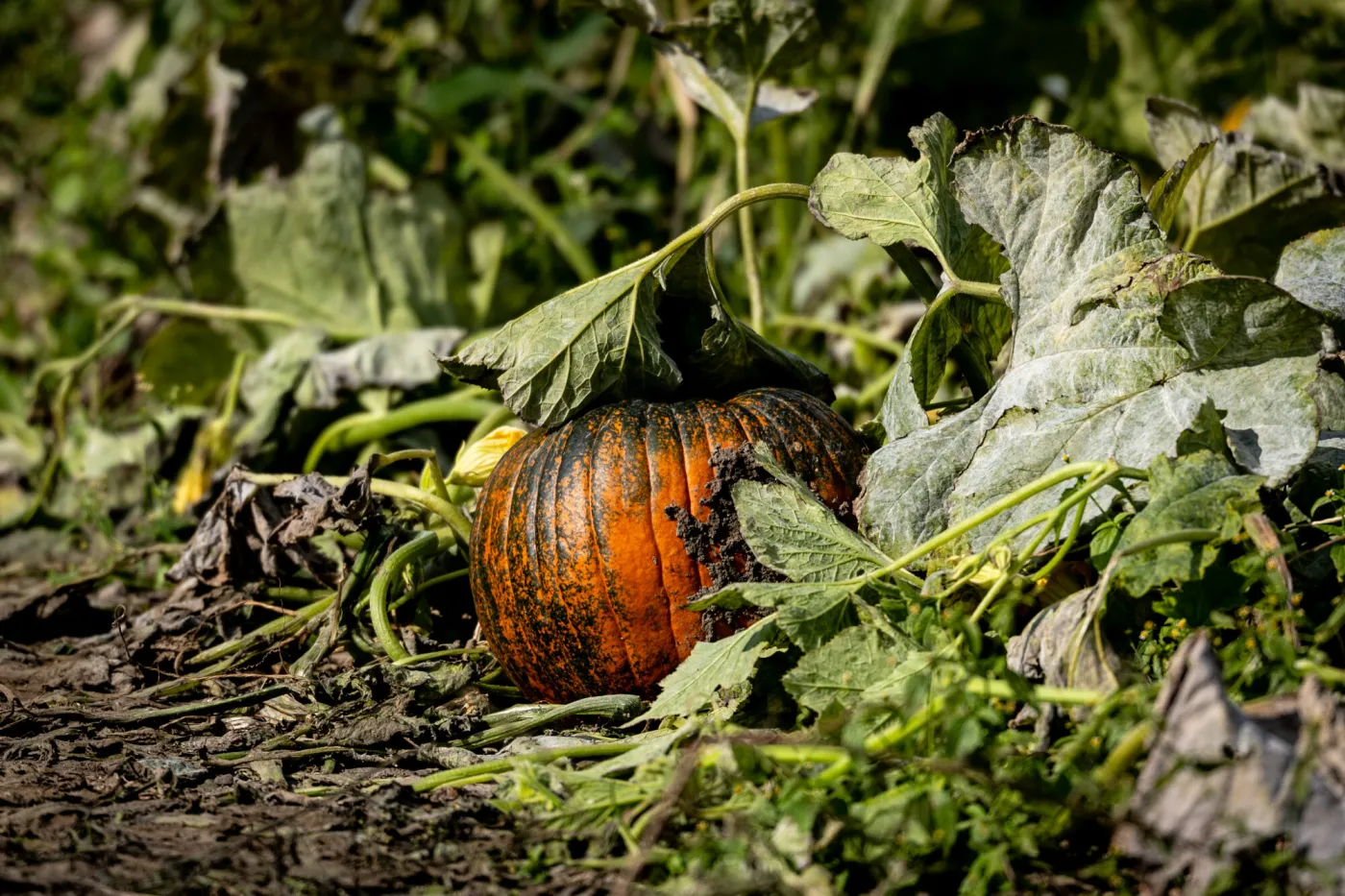 Dynia większa od auta. Właściciel zgarnął 21 tys. dolarów i tytuł mistrza świata