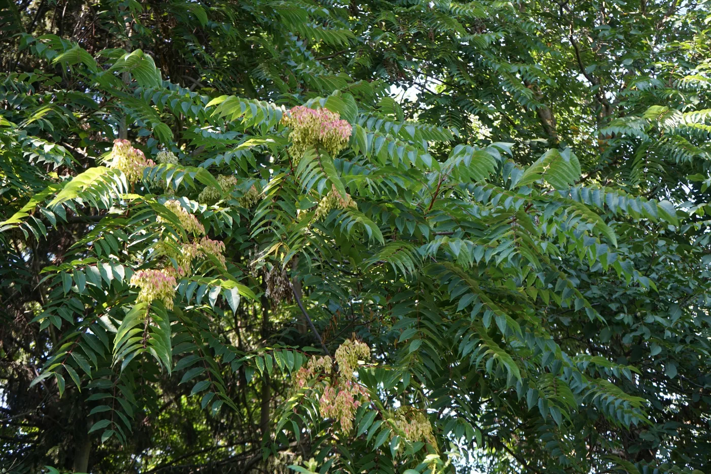 Za jego posiadanie grozi nawet milion zł kary. W Polsce to drzewo jest zakazane