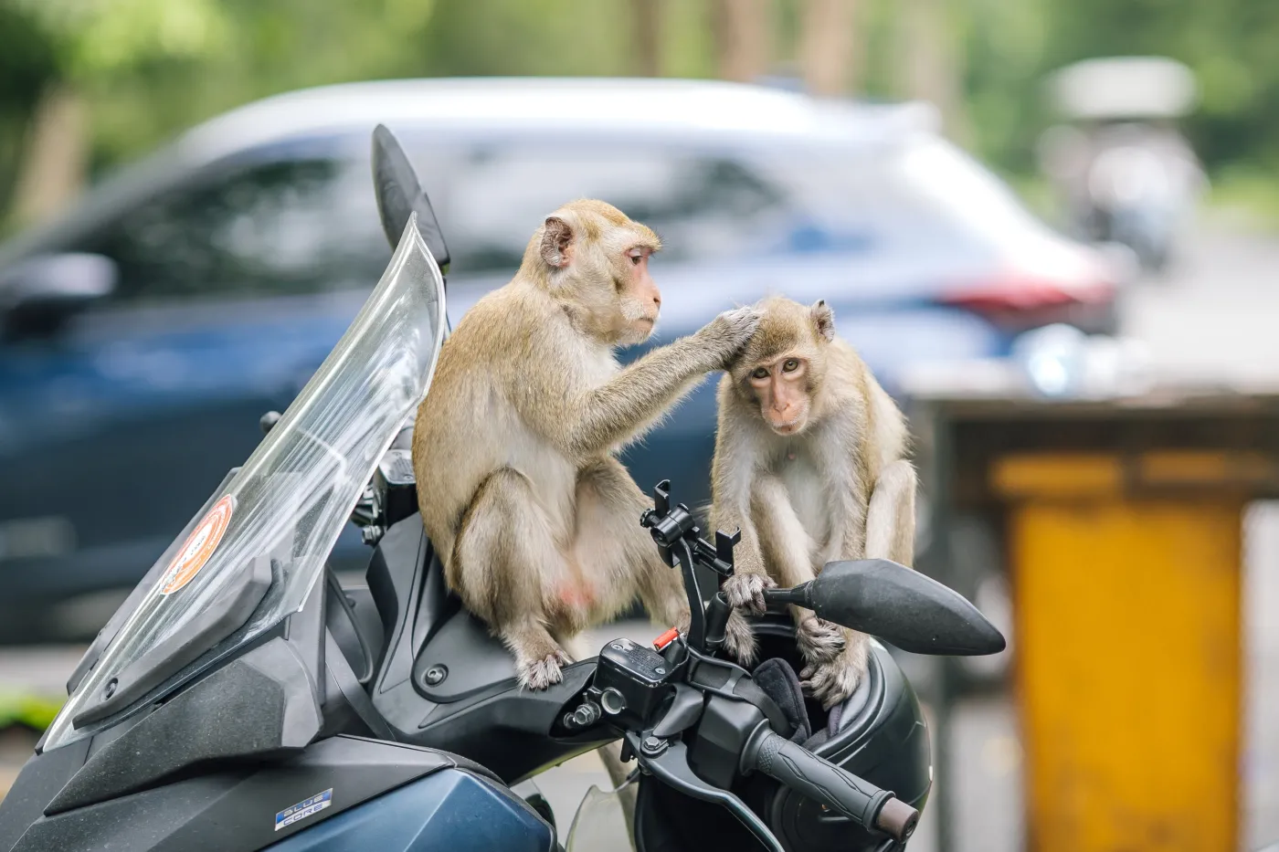 Od żaby do wieloryba. Trudny QUIZ dla fanów zwierząt. Odpowiesz na połowę pytań?