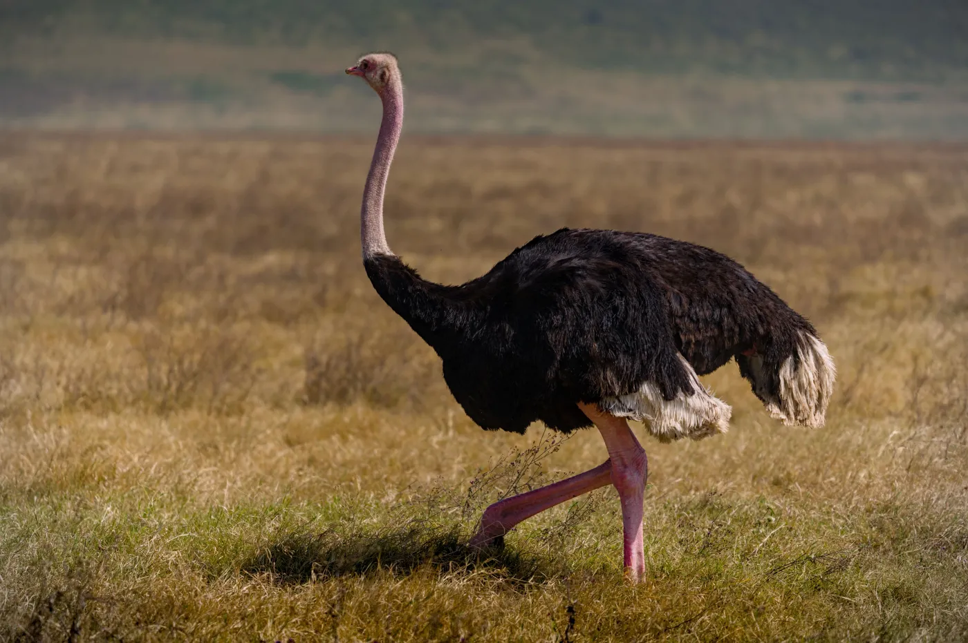 Prawda czy fałsz? Błyskawiczny QUIZ z wiedzy ogólnej. Nikt nie zdobędzie 100 proc.  