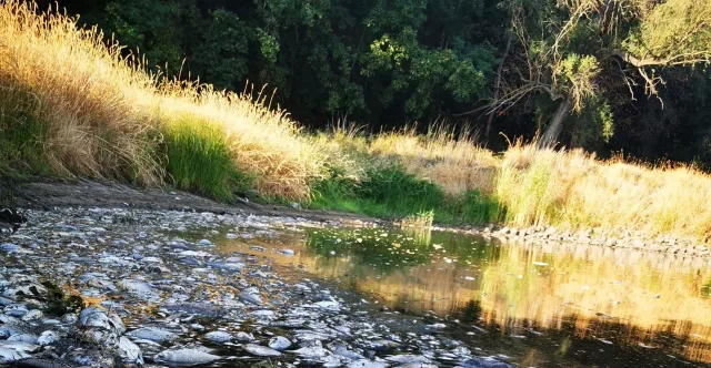 RCB ostrzegło o zanieczyszczeniu Odry "w związku z wnioskiem wojewody"