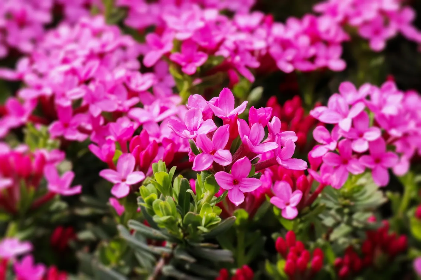 Jego kwiaty to ozdoba każdego ogrodu. Jak dbać o wawrzynka główkowego