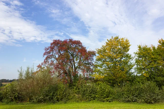 Pogoda zaskakuje. IMGW wydał ostrzeżenie I stopnia