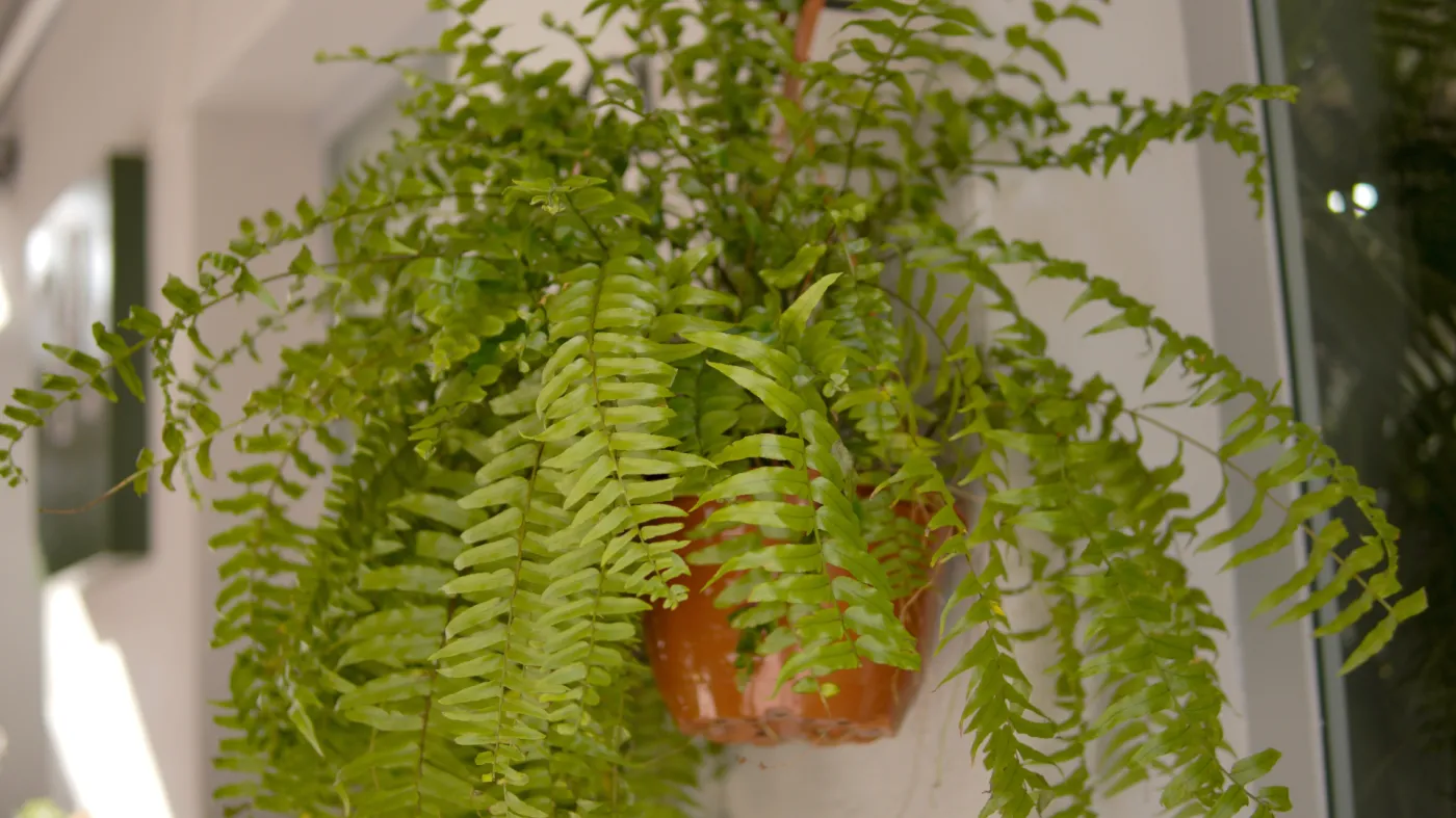 Co zrobić, gdy liście paprotki schną lub pojawiają się na nich plamy? Podpowiadamy